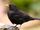 Common Blackbird