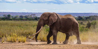 Elephant (1)