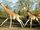 Baringo Giraffe