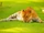 Tigon