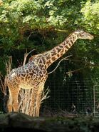 Giraffa-camelopardalis-tippelskirchi1