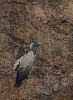 Indian Vulture | Animals Wiki | Fandom Indian Vulture | Animals Wiki | Fandom