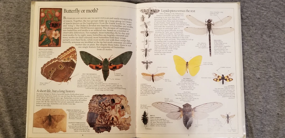 List of Species in DK Eyewitness Books Butterfly and Moth Animals