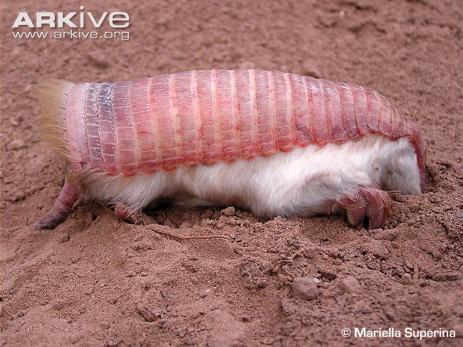 Pink Fairy Armadillos