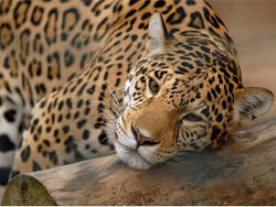 Jaguar | Animals Wiki | Fandom Jaguar | Animals Wiki | Fandom