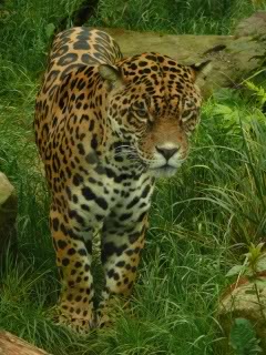 Jaguar | Animals Wiki | Fandom Jaguar | Animals Wiki | Fandom
