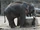 Bornean Elephant