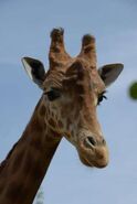 Giraffa-camelopardalis-antiquorum6