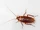 American Cockroach