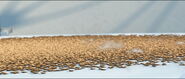 Termite