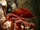 East Pacific Red Octopus