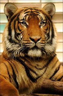 Bengal Tiger, Animals Wiki