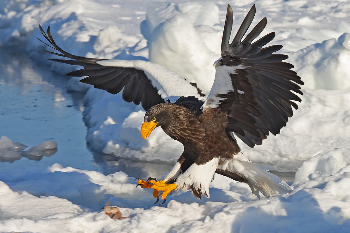 Steller's Sea Eagle, Animals Wiki