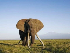 African elephant (14444)