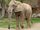 Congo African Bush Elephant