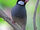 Java Sparrow