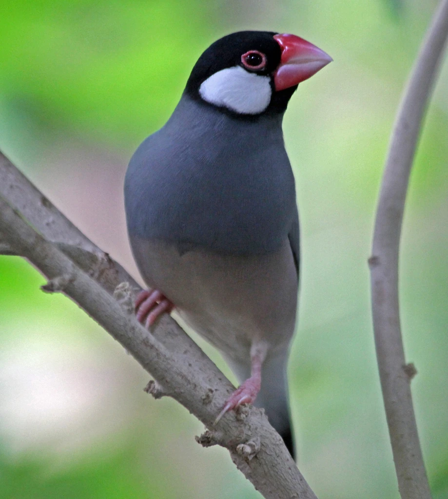 Java Sparrow | Animals Wiki | Fandom