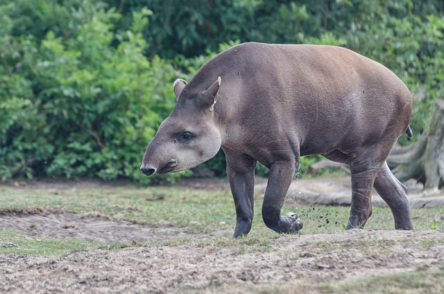 Brazillian Tapir | Animals Wiki | Fandom Brazillian Tapir | Animals Wiki | Fandom