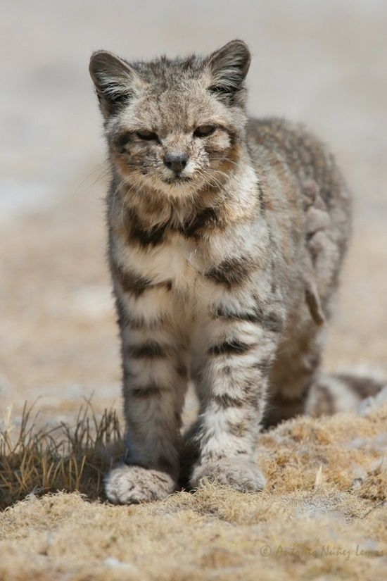 baby andean mountain cat