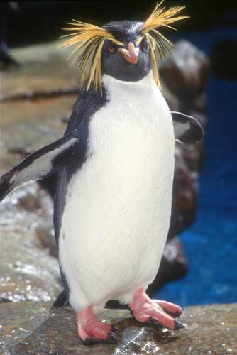 the rockhopper penguin