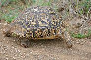 Leopard Tortoise as Eastern Box Turtle