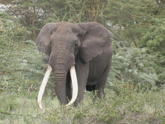 Giant tusks african elephant