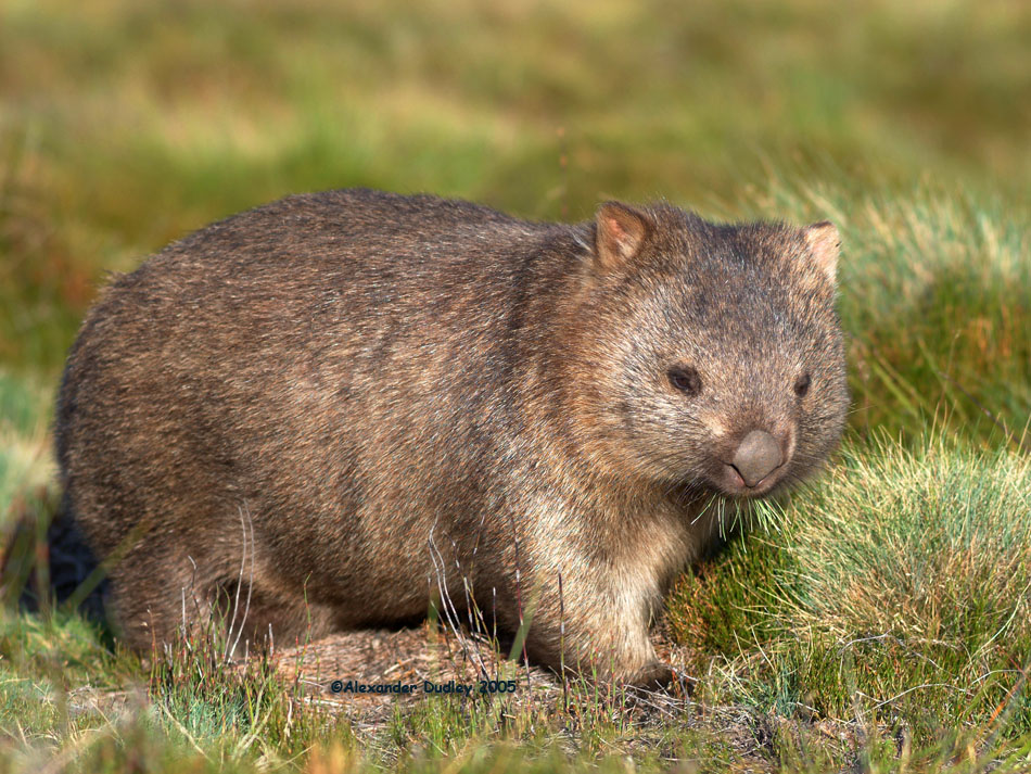 Wombat перевод. Вомбат в Австралии. Короткошёрстный вомбат. Квинслендский вомбат. Вомбат эндемик.