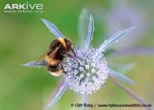 Buff-tailed-bumblebee