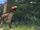 Dakotaraptor
