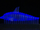 Irrwaddy Dolphin