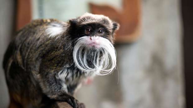 Emperor Tamarin | Animals Wiki | Fandom