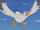 Western Gull