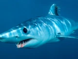 Shortfin Mako Shark