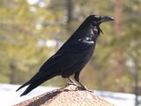 Common Raven