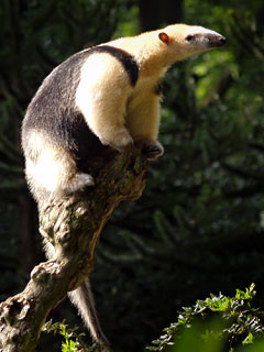 Southern tamandua - Wikipedia