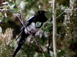 Black-billed magpie - Wikipedia