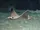 Cownose Ray