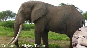 AfricAN BUSH elephant (1)