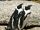 African Penguin