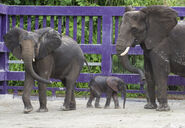 Disney Elephants