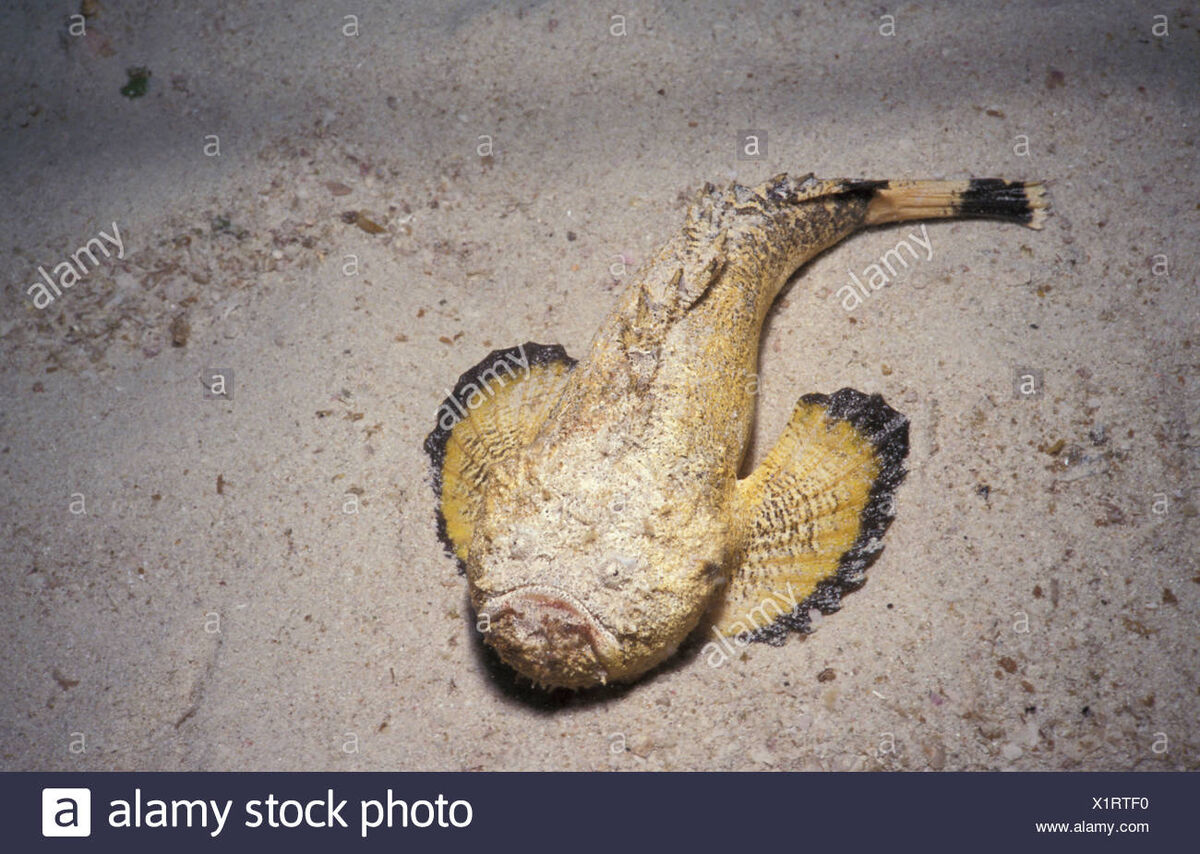 Blackfin Stonefish | Animals Wiki | Fandom