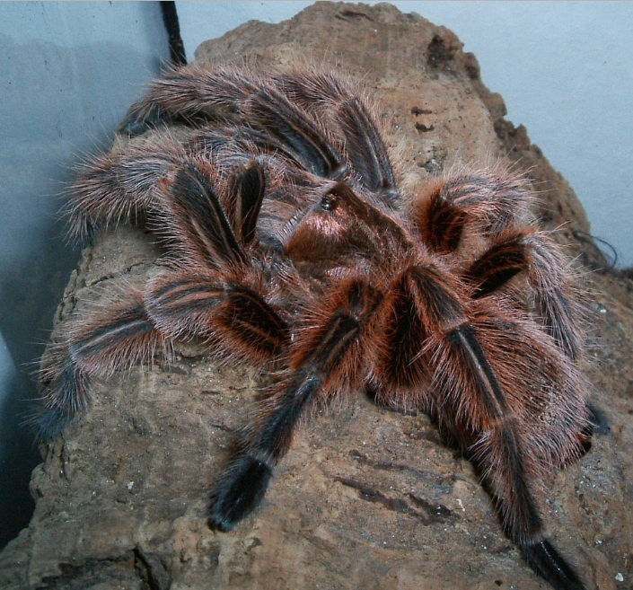 Chilean Rose Tarantula | Animals Wiki | Fandom
