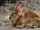 Brazilian Brown Rabbit