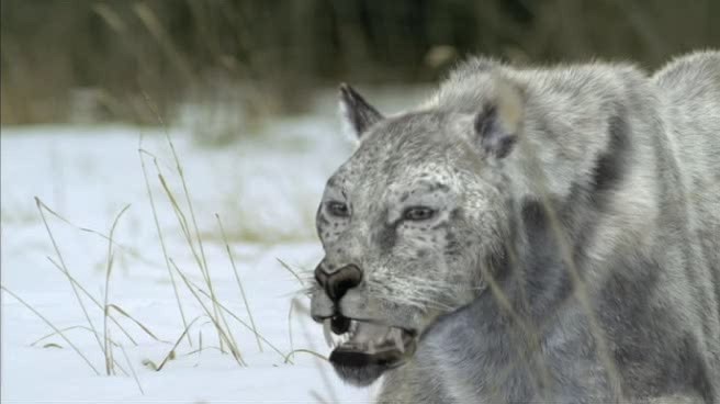 Eurasian Cave Lion | Animals Wiki | Fandom Eurasian Cave Lion | Animals Wiki | Fandom