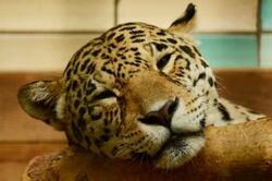 Jaguar | Animals Wiki | Fandom Jaguar | Animals Wiki | Fandom