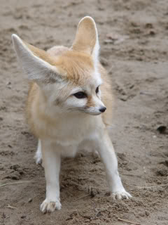 Fox antelope, Avatar Wiki, Fandom