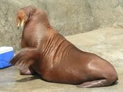 Odobenus-rosmarus-divergens6