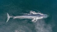 Blue Whale as Killer Whale