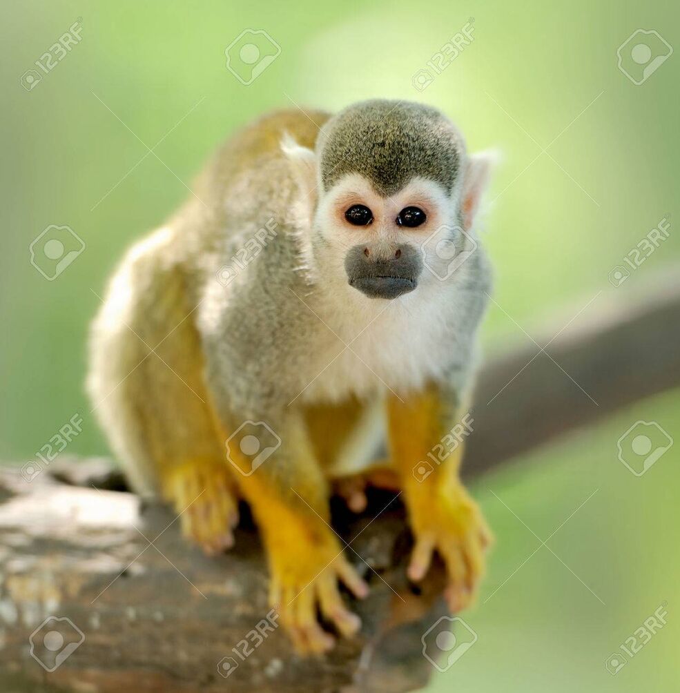 Common Squirrel Monkey | Animals Wiki | Fandom