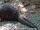 Chinese Pangolin